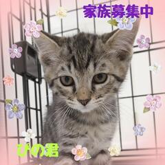 保護ニャン😺ご縁結ぶ譲渡会🐾in大江