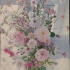「ただ一度(ひとたび)のバラ」バラの写真の絵ハガキを綴じた写真集の画像