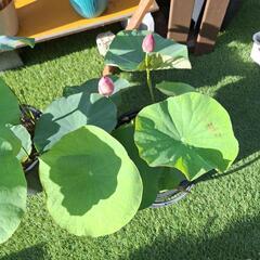 茶碗蓮　小舞姫の画像