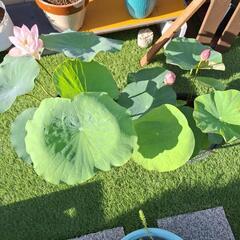 茶碗蓮　小舞姫の画像