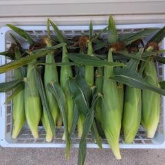 ★🌽☆朝取りﾜｹありトウモロコシ☆🌽★の画像