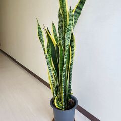 サンスベリア　130cmの画像