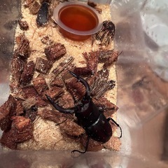 県内採取　ノコギリクワガタの画像