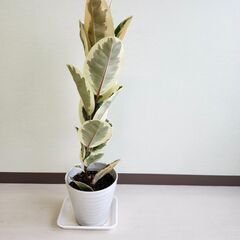 ゴムの木　フィカスティケネ 97cmの画像