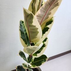 ゴムの木　フィカスティケネ 97cmの画像