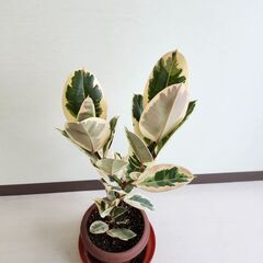 ゴムの木　フィカスティケネ 81cmの画像