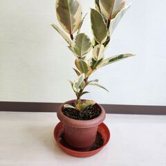 ゴムの木　フィカスティケネ 81cmの画像