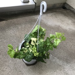 アイビーの画像