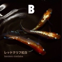 メダカ B 【レッドクリフ紅白】1オス＋2メス＋白メスの計4匹の画像