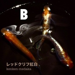 メダカ B 【レッドクリフ紅白】1オス＋2メス＋白メスの計4匹の画像