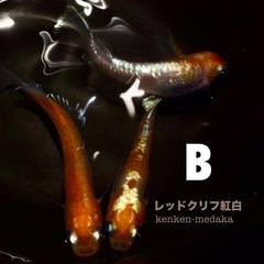 メダカ B 【レッドクリフ紅白】1オス＋2メス＋白メスの計4匹の画像