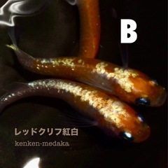 メダカ B 【レッドクリフ紅白】1オス＋2メス＋白メスの計4匹の画像