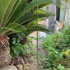 巨大ソテツの画像