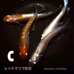 メダカ C 【レッドクリフ紅白】2ペア＋白メスの計5匹の画像