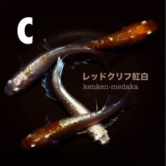 メダカ C 【レッドクリフ紅白】2ペア＋白メスの計5匹の画像