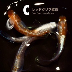 メダカ C 【レッドクリフ紅白】2ペア＋白メスの計5匹の画像