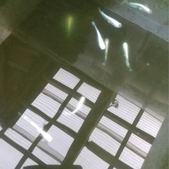 エメキン１０匹お買い得セット7/23まで限定特価