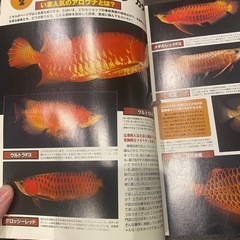 熱帯魚の本　の画像