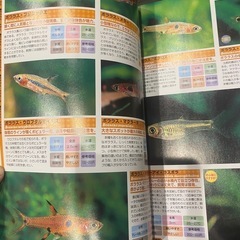 熱帯魚の本　の画像