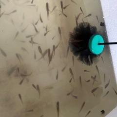 ミナミノクロメダカ10セット津山吉井川産繁殖個体の画像