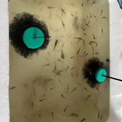 ミナミノクロメダカ10セット津山吉井川産繁殖個体