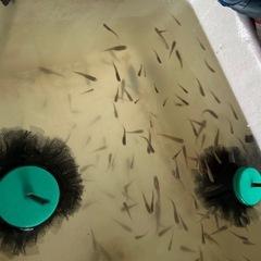 ミナミノクロメダカ10セット津山吉井川産繁殖個体の画像