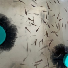 ミナミノクロメダカ10セット津山吉井川産繁殖個体の画像