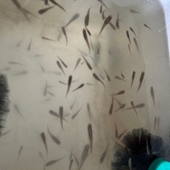 ミナミノクロメダカ10セット津山吉井川産繁殖個体の画像