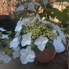 [値下げ可能]紫陽花(アジサイ)(常緑)の画像