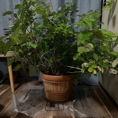 [値下げ可能]紫陽花(アジサイ)(常緑)の画像