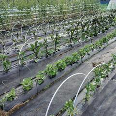 楽しく健康的に野菜を栽培しよう。