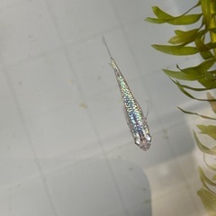 メダカ　サファイア　4匹　の画像