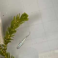メダカ　サファイア　4匹　の画像