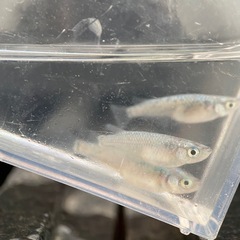 メダカ　サファイア　4匹　の画像