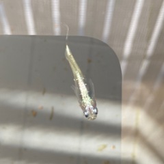 メダカ　ブラックパープルヒレ長　卵の画像