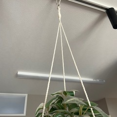 IKEA ハンギングプランターの画像