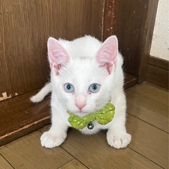 ブルーアイの男の子です❤️