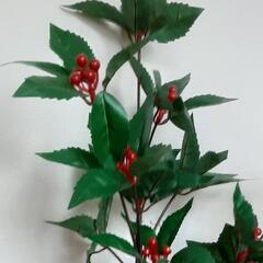 植物　千両の大株