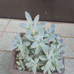 多肉植物の画像