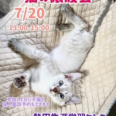 可愛い子猫の譲渡会