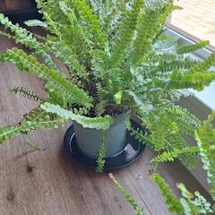 シダの画像