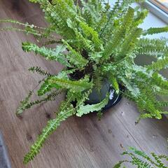 シダの画像