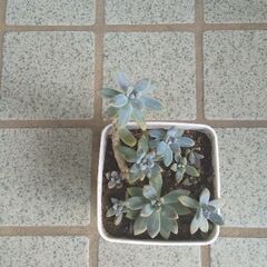 多肉植物の画像