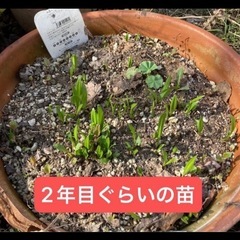 種☆業者ニンニク　アイヌネギ
の画像