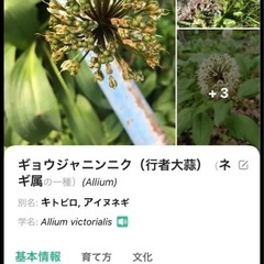 種☆業者ニンニク　アイヌネギ
の画像