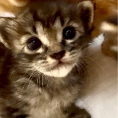 お目々がとって可愛い4兄妹