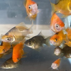 金魚 玉サバ 当歳 10匹②の画像