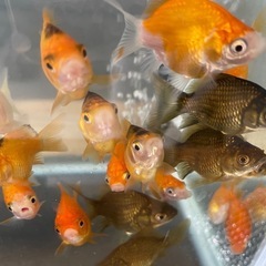 金魚 玉サバ 当歳 10匹②の画像
