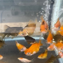 金魚 玉サバ 当歳 10匹②の画像