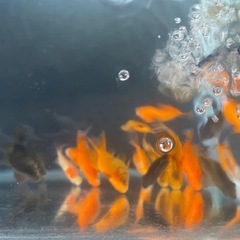 金魚 玉サバ 当歳 10匹②の画像